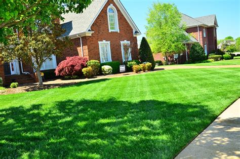 cheap lawn care in my area
